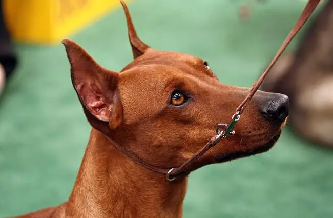 Beautiful German Pinscher in the show ring Photo by: Lori Branham CC BY 2.0 https://creativecommons.org/licenses/by/2.0