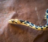 Closeup Of A Gopher Snake&#039;S Head