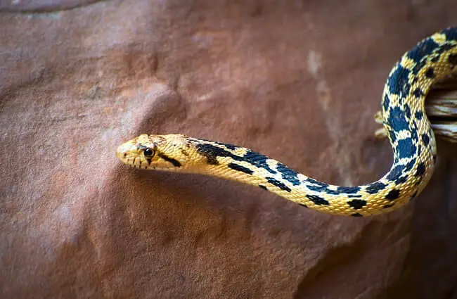 Closeup of a gopher snake&#039;s head