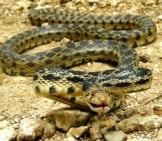 The Gopher Snake&#039;S Coloring Hides Him In His Native Habitat