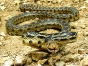 Gopher Snake The gopher snake's coloring hides him in his native habitat