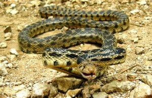 The gopher snake's coloring hides him in his native habitat