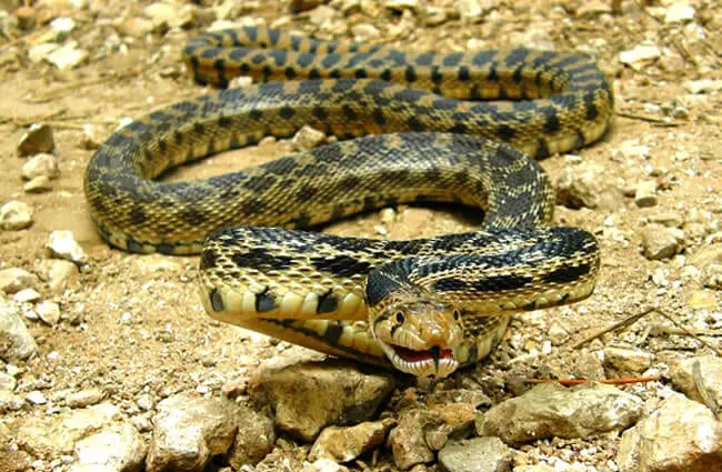 gopher snake eating