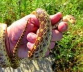 Gopher Snake Wrapped Around Its Human&#039;S Hand Photo By: Derell Licht Https://Creativecommons.org/Licenses/By-Nd/2.0/