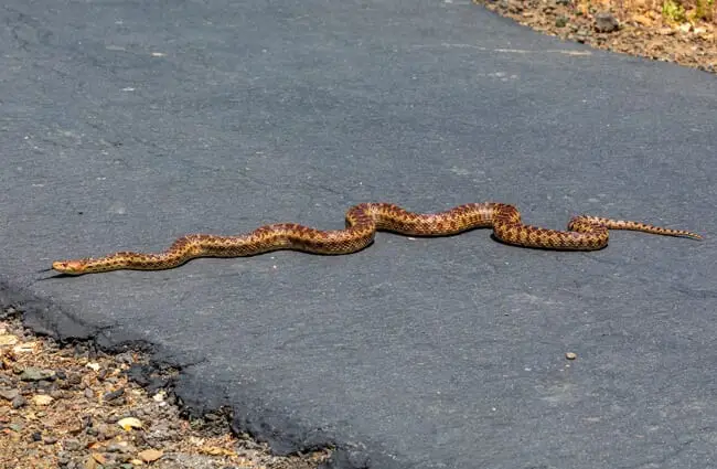Gopher snake warming itself on the road Photo by: Allan Hack https://creativecommons.org/licenses/by-nd/2.0/