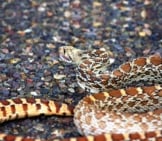 Gopher Snake Basking On The Warm Asphalt Photo By: Tim Lenz Https://Creativecommons.org/Licenses/By-Nd/2.0/