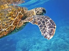 https://pixabay.com/en/sea-turtle-green-sea-turtle-547163/