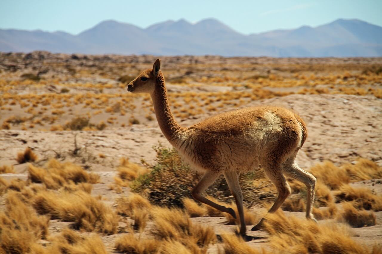 https://pixabay.com/en/chile-atacama-desert-south-tourism-1053632/