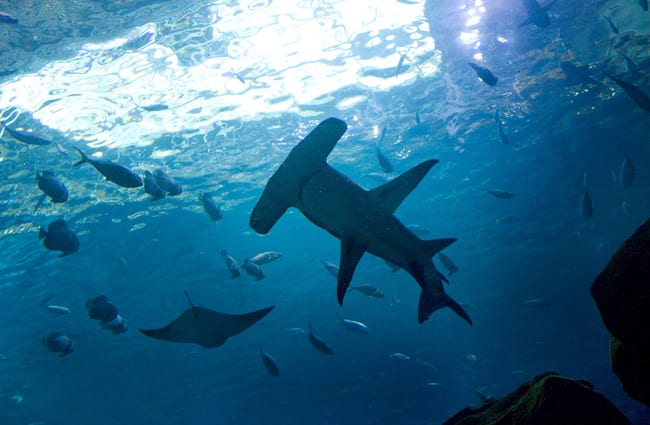 hammerhead shark swimming with various fish species Photo by: Gary J. Wood https://creativecommons.org/licenses/by-sa/2.0/