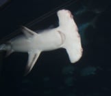 Stark Image Of A Hammerhead Shark In Dark Waters Photo By: Jim, The Photographer Https://Creativecommons.org/Licenses/By-Sa/2.0/