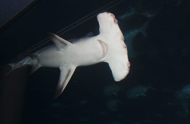 Яркое изображение акулы-молота в темных водах. Фото: Джим, фотограф https://creativecommons.org/licenses/by-sa/2.0/