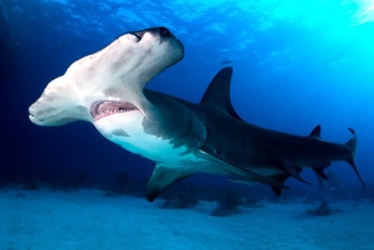 Great Hammerhead shark in the BahamasPhoto by: (c) hakbak www.fotosearch.com