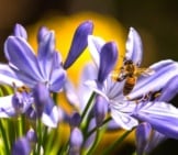 Honey Bee Drinking Nectar From Purple Flowers