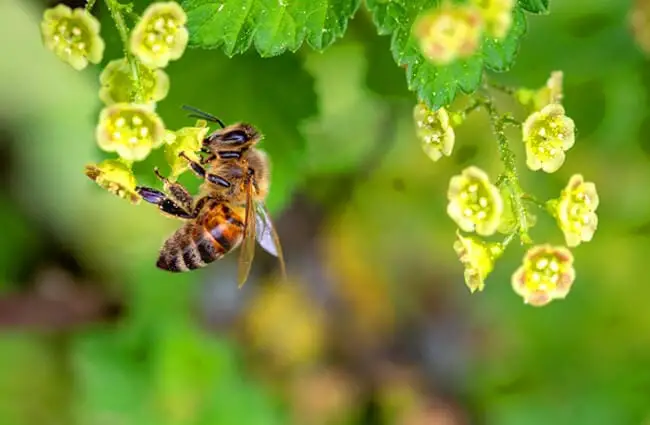Honey Bee balancing on a small flower stem