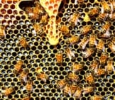 Honey Bees On A Honeycomb 