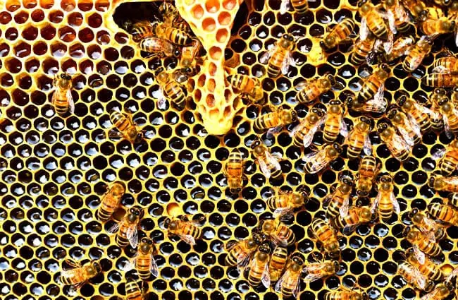 Honey Bees on a honeycomb 