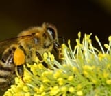 Honey Bee Gathering Pollen While Sipping Nectar
