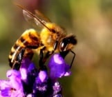 Honeybee Collecting Nectar