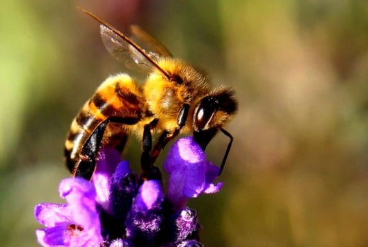 Honeybee collecting nectar