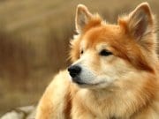 Icelandic Sheepdog Closeup of a beautiful Icelandic SheepdogPhoto by: Jonas Jensenhttps://creativecommons.org/licenses/by-nc-sa/2.0/