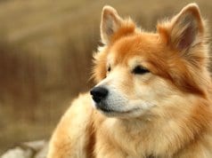 Closeup of a beautiful Icelandic SheepdogPhoto by: Jonas Jensenhttps://creativecommons.org/licenses/by-nc-sa/2.0/