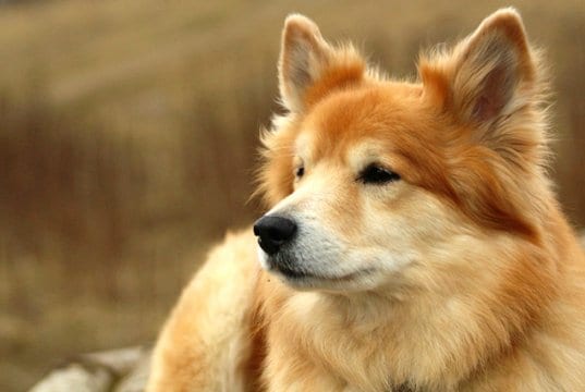 Closeup of a beautiful Icelandic SheepdogPhoto by: Jonas Jensenhttps://creativecommons.org/licenses/by-nc-sa/2.0/