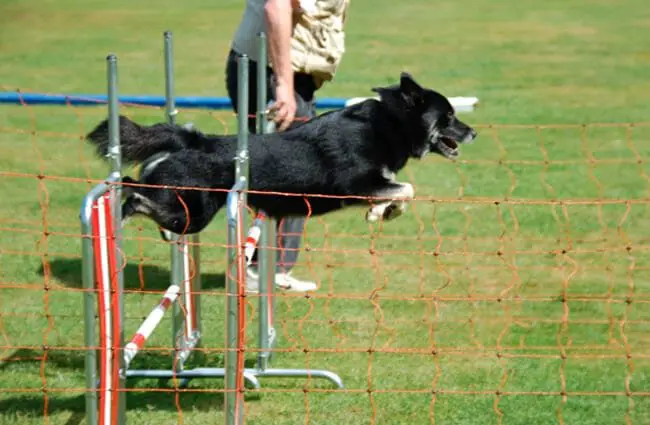 Icelandic Sheepdog in agility competition Photo by: eqkrishena https://creativecommons.org/licenses/by-nc-sa/2.0/ 
