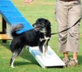 Icelandic Sheepdog In Agility Training Photo By: Eqkrishena Https://Creativecommons.org/Licenses/By-Nc-Sa/2.0/
