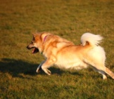 Icelandic Sheepdog In Motion Photo By: Eqkrishena Https://Creativecommons.org/Licenses/By-Nc-Sa/2.0/