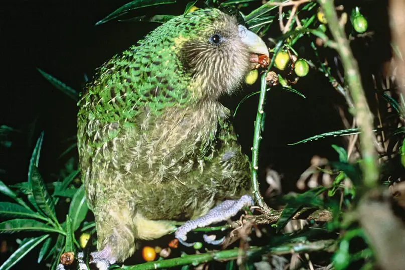 https://en.wikipedia.org/wiki/Kakapo#/media/File:Kakapo_Trevor_feeding_on_poroporo_fruit.jpg