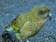https://commons.wikimedia.org/wiki/Category:Fiordland_National_Park#/media/File:Kea_at_Milford_Sound_-_panoramio.jpg