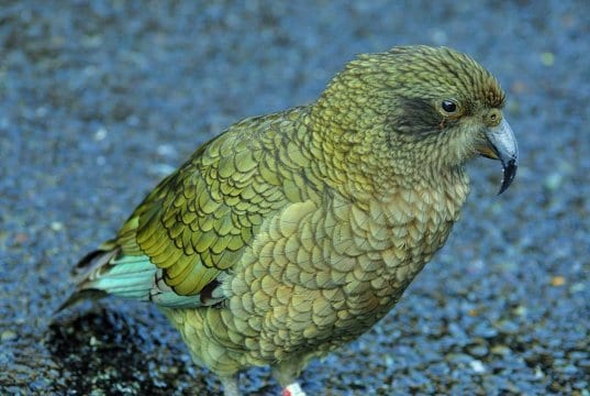 https://commons.wikimedia.org/wiki/Category:Fiordland_National_Park#/media/File:Kea_at_Milford_Sound_-_panoramio.jpg