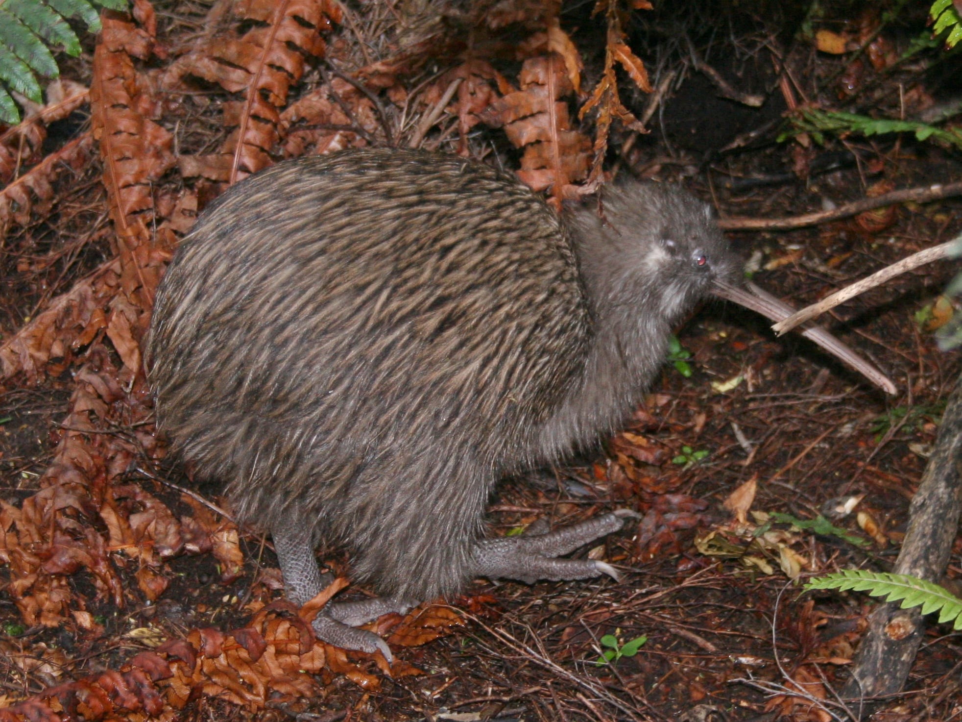 The Wildlife of Fiordland National Park - Animals Network