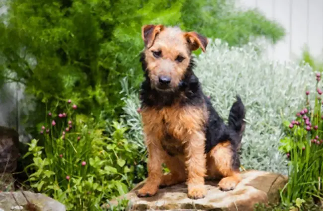 Lakeland Terrier posing for a photo