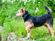 Lakeland Terrier on point