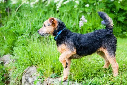 Lakeland Terrier on point
