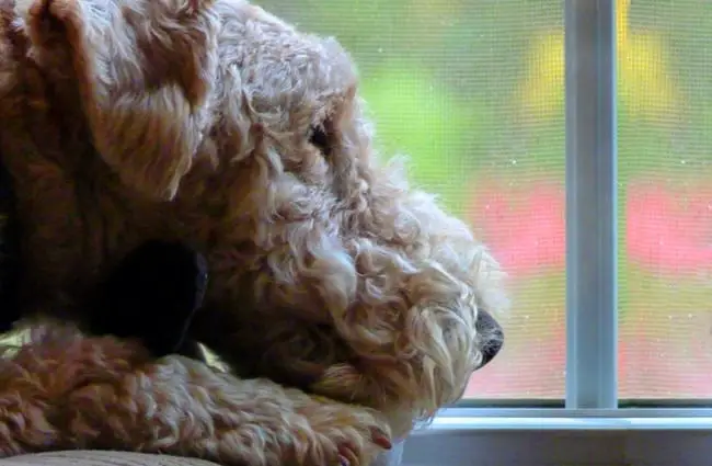 Lakeland Terrier watching the rain Photo by: Rusty Clark ~ 100K Photos https://creativecommons.org/licenses/by-sa/2.0/