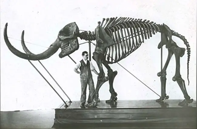 Mastadon skeleton, compared to human Photo by: Smithsonian Institute