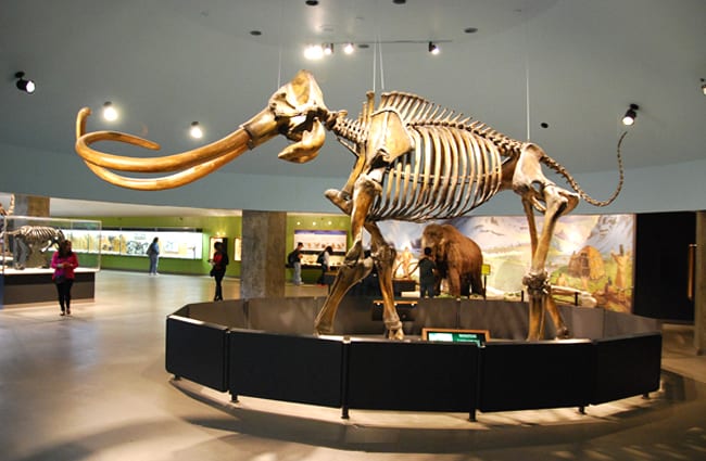 Mastadon skeleton Photo by: Bill Abbott CC BY-SA 2.0 https://creativecommons.org/licenses/by-sa/2.0