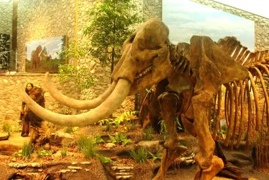 Image of a Mastadon in a museum settingPhoto by: Kevin SaffCC BY-SA 2.0 https://creativecommons.org/licenses/by-sa/2.0