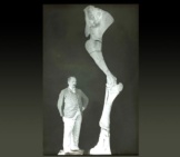Human Standing By A Mastadon Rear Leg