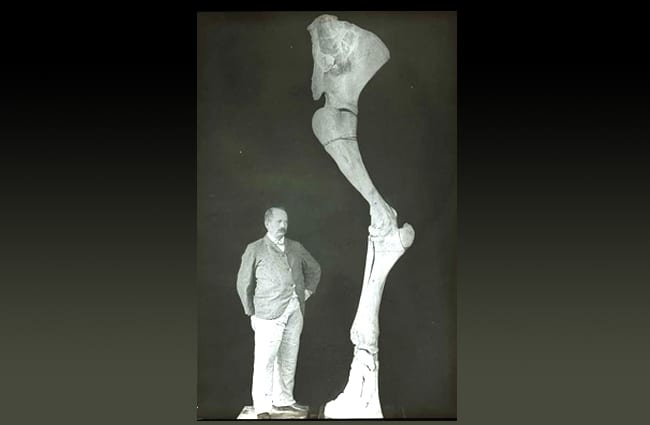 Человек стоит рядом с задней ногой мастадона