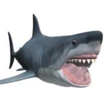 Illustration Of A Magalodon Shark. Photo By: (C) Vac Www.fotosearch.com