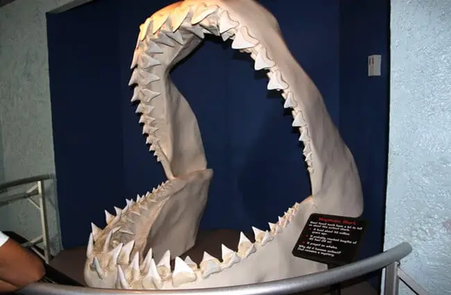 Megalodon shark jaw on exhibition at Los Angeles Sea World. Photo by: (c) mulevich www.fotosearch.com