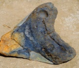 Fossilized Megalodon Tooth
