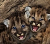 Mountain Lion Cubs Peeking Out From Their Den