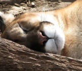 Mountain Lion Napping On A Summer Afternoon