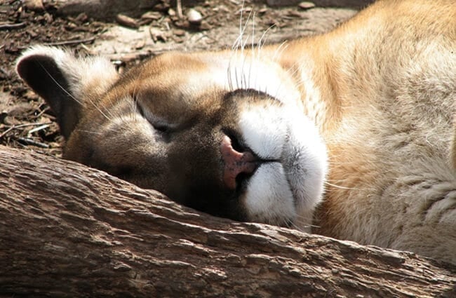Mountain Lion napping on a summer afternoon