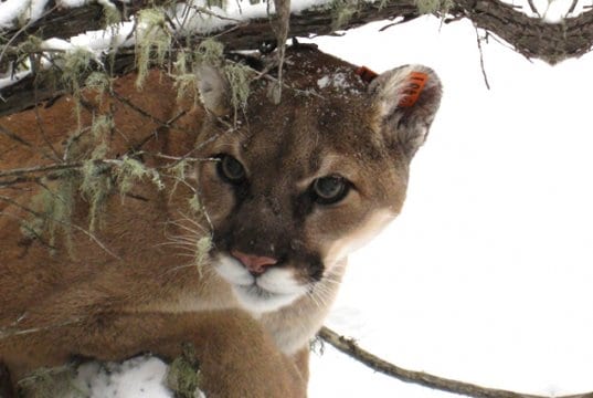 Mountain Lion hunting  in the winter snow