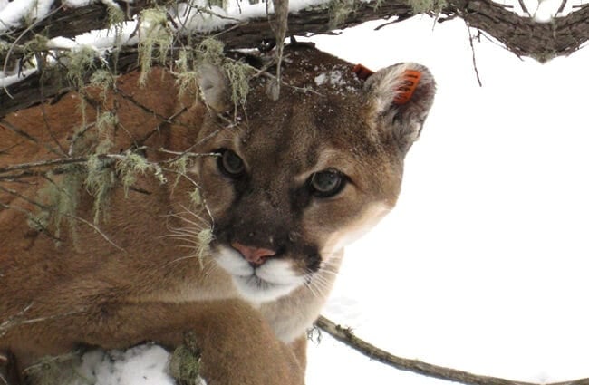 Mountain Lion hunting in the winter snow